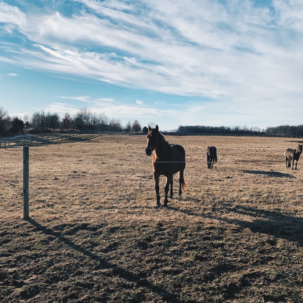 Meet your Posher, Sierra